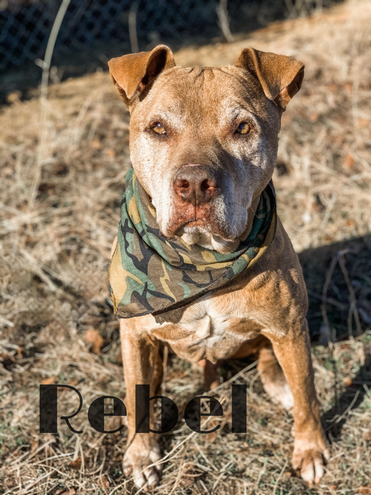 Rebel